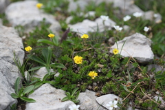 Draba scabra