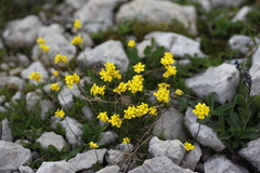 Draba scabra