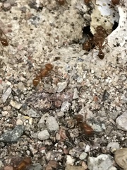 Pogonomyrmex californicus