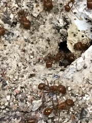 Pogonomyrmex californicus