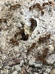Pogonomyrmex californicus