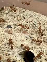 Pogonomyrmex californicus