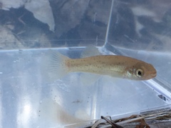 Fundulus stellifer