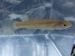 Fundulus stellifer
