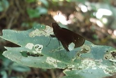 Cobalus virbius hersilia