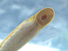 Southern Brook Lamprey photo 5