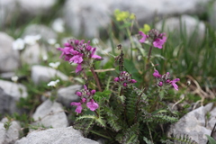 Pedicularis caucasica