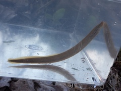 Southern Brook Lamprey photo 4