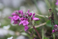Pedicularis caucasica