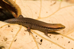 Eutropis macularia