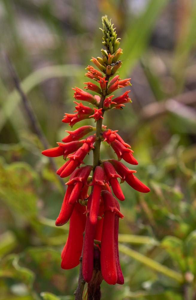 Dwarf Coral Tree