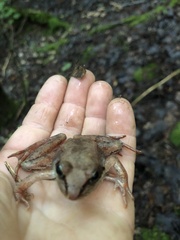 Lithobates sylvaticus image