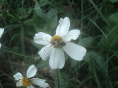Dysdercus mimus