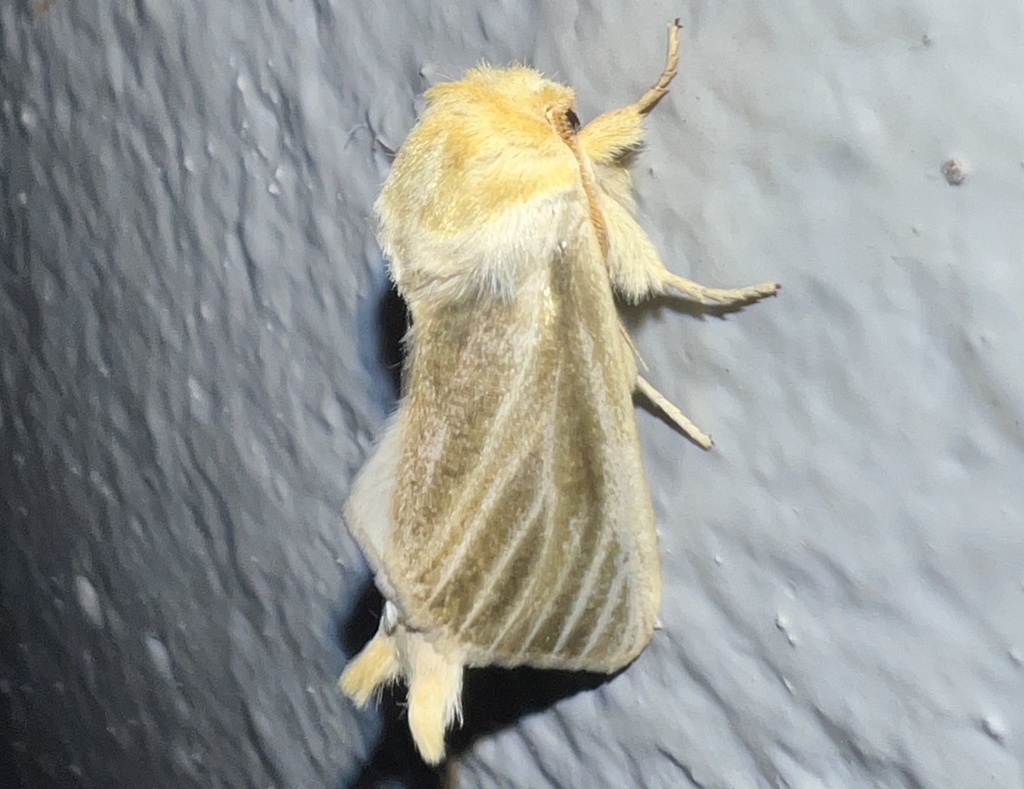Antheua cinerea