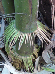 Phyllostachys nigra