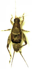 Ornebius aperta