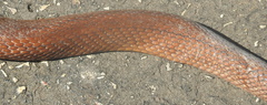 Sunda Rat Snake photo 2