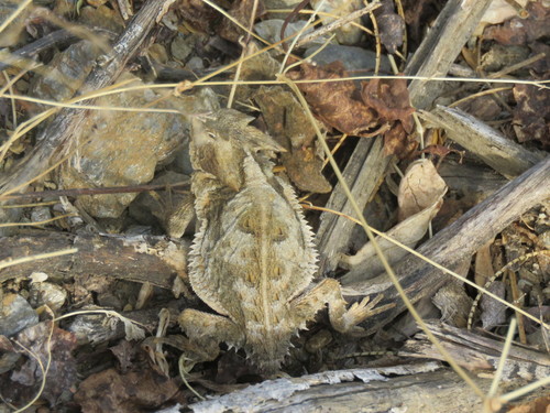 Mexican Horned Lizard