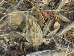 Phrynosoma taurus
