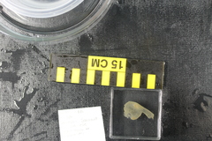 Predatory Tunicate photo 4