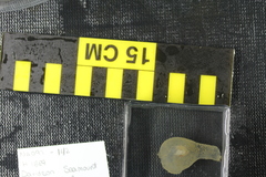 Predatory Tunicate photo 3