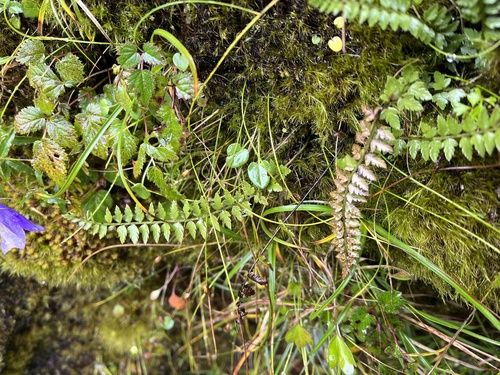 Polystichum lachenense iNat (1)