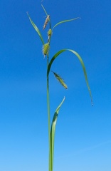 Carex paleacea