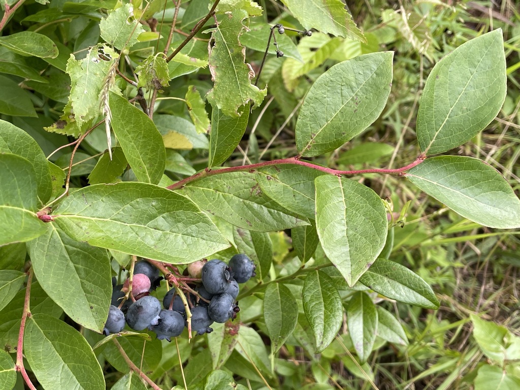 Northern highbush blueberry