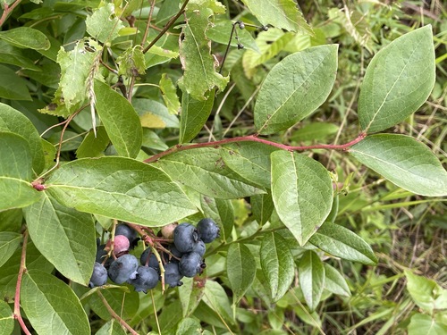 Highbush Blueberry plant photo (Vaccinium corymbosum)