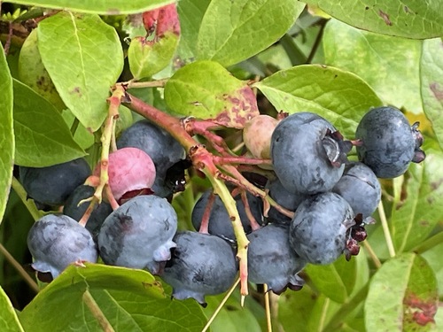 Vaccinium corymbosum