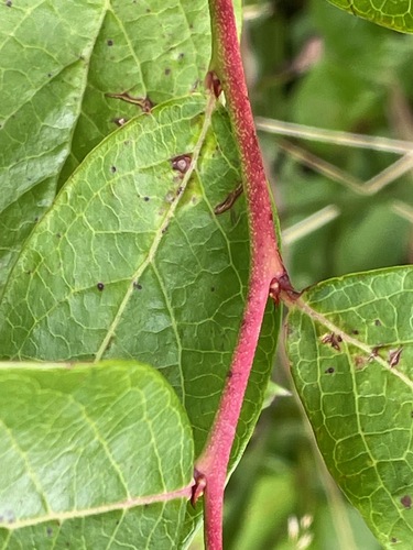 Vaccinium corymbosum