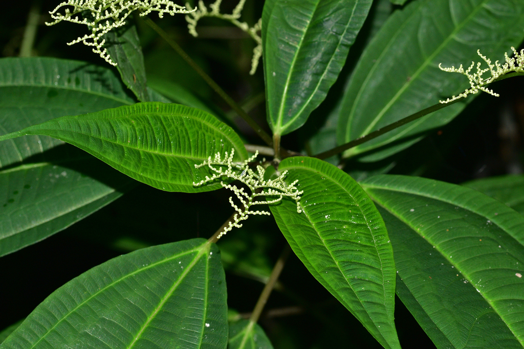 Pilea longipedunculata (Pilea longipedunculata)