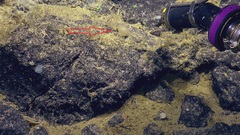 Predatory Tunicate photo 2