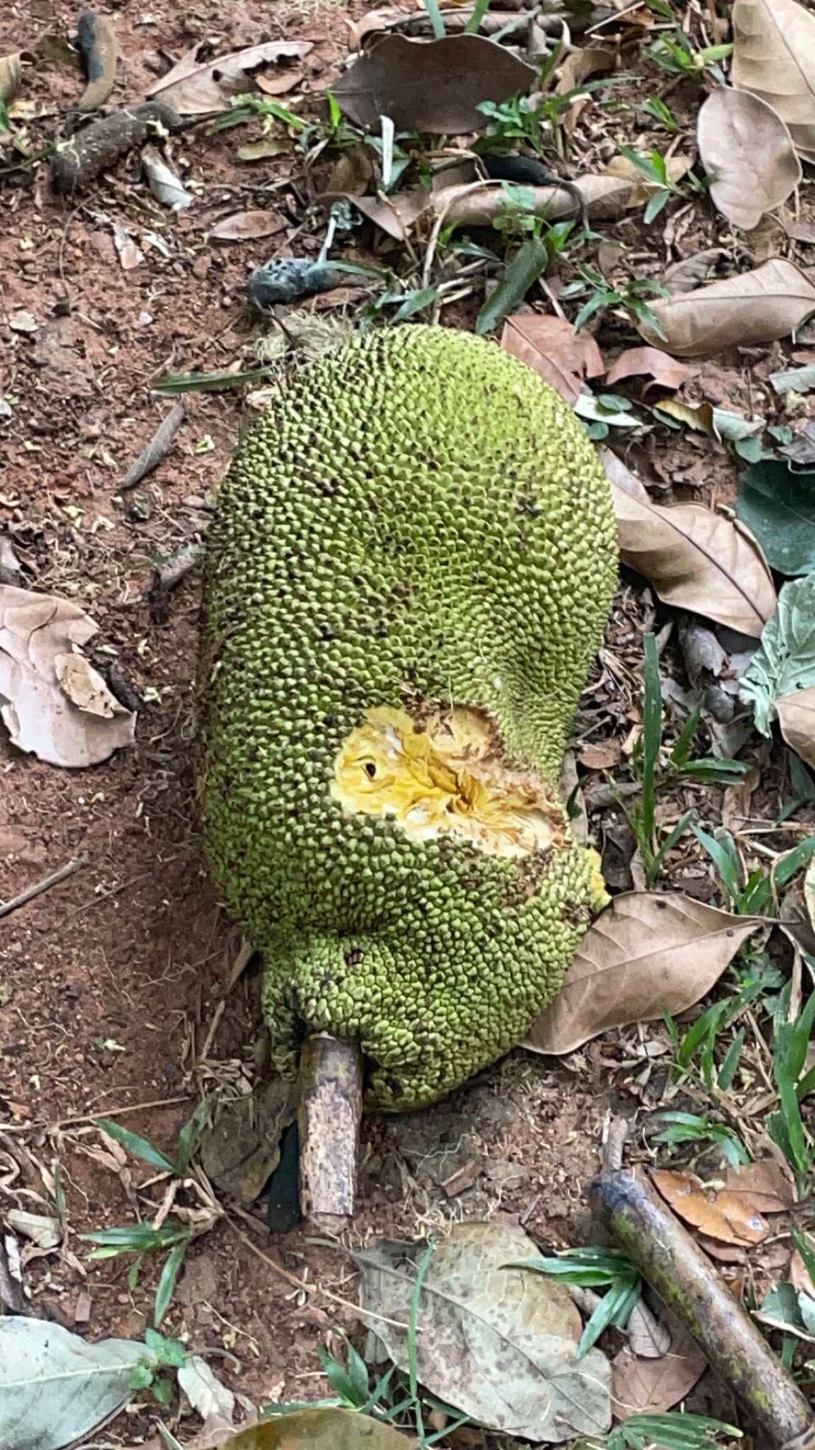Artocarpus heterophyllus