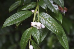 Syzygium alatoramulum
