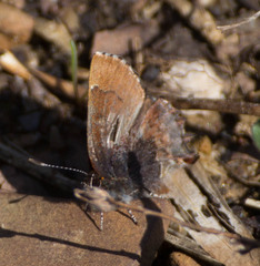 Callophrys henrici