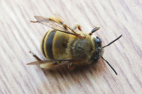 Habropoda sinensis