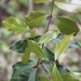Syzygium hemilamprum - Photo (c) Ian McMaster, alguns direitos reservados (CC BY-NC), uploaded by Ian McMaster