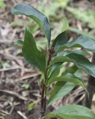 Syzygium hodgkinsoniae