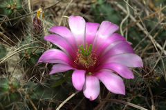Echinocereus berlandieri