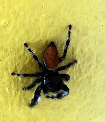 Phidippus californicus