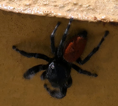 Phidippus californicus