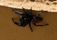 Phidippus californicus
