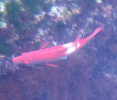 Bodianus unimaculatus