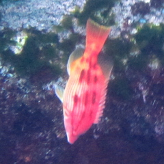 Bodianus unimaculatus