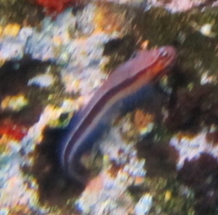 Parablennius laticlavius