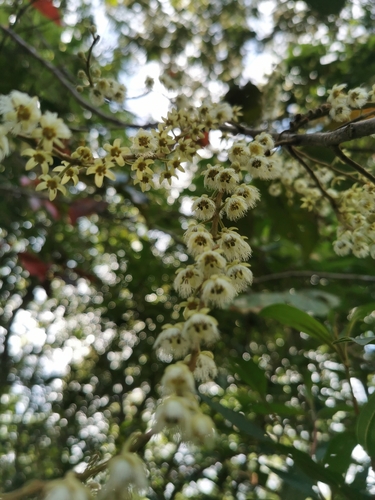 Elaeocarpus grandiflorus observed 2023-08-27