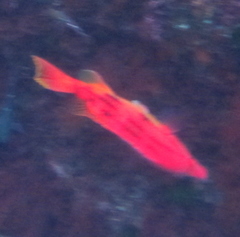 Bodianus unimaculatus