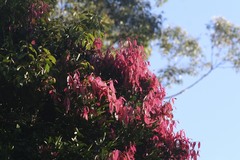 Syzygium tierneyanum