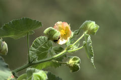 Abutilon hulseanum